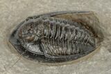 Diademaproetus Trilobite - Foum Zguid, Morocco #189851-3